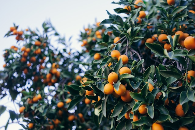 alberello kumquat con frutti